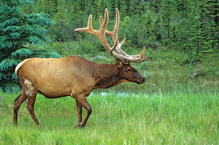 Picture of CANADA-ALBERTA-JASPER NATIONAL PARK MALE ELK WALKING