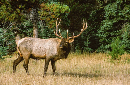 Picture of BULL ELK WITH HUGE RACK-BANFF NATIONAL PARK-CANADA