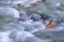 Picture of CANADA-BRITISH COLUMBIA-WHISTLER FITZSIMMONS CREEK RAPIDS 
