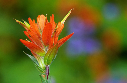 Picture of CANADA-BRITISH COLUMBIA-VALEMOUNT INDIAN PAINTBRUSH FLOWER CLOSE-UP