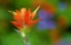 Picture of CANADA-BRITISH COLUMBIA-VALEMOUNT INDIAN PAINTBRUSH FLOWER CLOSE-UP
