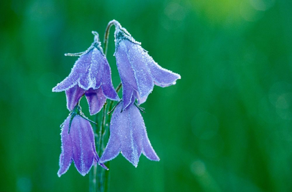 Picture of CANADA-BRITISH COLUMBIA-VALEMOUNT FOREST ON HAREBELL FLOWERS