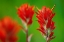 Picture of CANADA-BRITISH COLUMBIA-VALEMOUNT INDIAN PAINTBRUSH FLOWERS CLOSE-UP