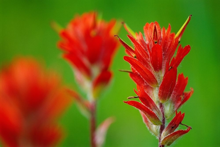 Picture of CANADA-BRITISH COLUMBIA-VALEMOUNT INDIAN PAINTBRUSH FLOWERS CLOSE-UP