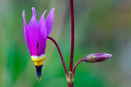 Picture of CANADA-BRITISH COLUMBIA-KOOTENAY NATIONAL PARK COMMON SHOOTING STAR FLOWER CLOSE-UP
