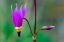 Picture of CANADA-BRITISH COLUMBIA-KOOTENAY NATIONAL PARK COMMON SHOOTING STAR FLOWER CLOSE-UP