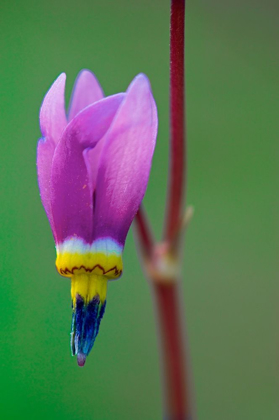 Picture of CANADA-BRITISH COLUMBIA-KOOTENAY NATIONAL PARK COMMON SHOOTING STAR FLOWER CLOSE-UP