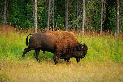 Picture of CANADA-BRITISH COLUMBIA-COAL RIVER WOOD BISON CLOSE-UP