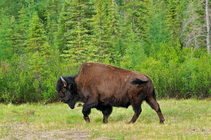 Picture of CANADA-BRITISH COLUMBIA-COAL RIVER WOOD BISON CLOSE-UP