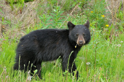 Picture of CANADA-BRITISH COLUMBIA-WHISTLER AMERICAN BLACK BEAR CUB CLOSE-UP