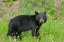 Picture of CANADA-BRITISH COLUMBIA-WHISTLER AMERICAN BLACK BEAR CUB CLOSE-UP