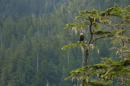Picture of BRITISH COLUMBIA A BALD EAGLE PERCHES ON A LIMB AMID BEARDED LICHEN IN FORESTED VANCOUVER ISLAND