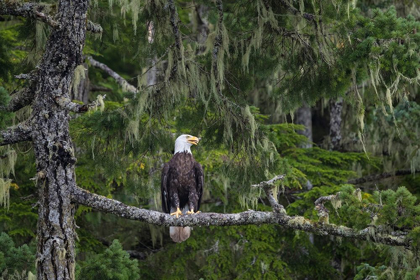 Picture of CANADA-BRITISH COLUMBIA A BALD EAGLE PERCHES ON A LIMB AMID BEARDED LICHEN