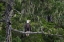 Picture of CANADA-BRITISH COLUMBIA A BALD EAGLE PERCHES ON A LIMB AMID BEARDED LICHEN