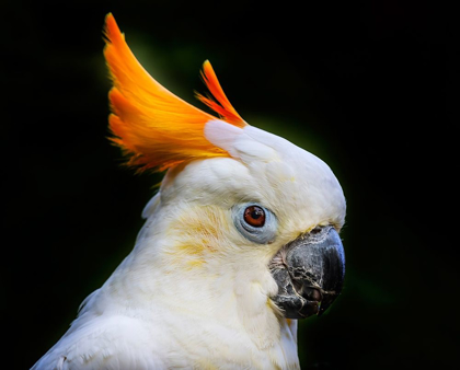 Picture of ORANGE CREST CITRON CRESTED COCKATOO MEDIUM SIZED COCKATOO ENDANGERED SPECIES FROM INDONESIA