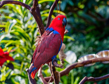 Picture of RED BLUE FEMALE ECLECTUS PARROT CLOSE-UP NATIVE TO SOLOMON ISLANDS-NEW GUINEA