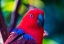 Picture of RED BLUE FEMALE ECLECTUS PARROT CLOSE-UP NATIVE TO SOLOMON ISLANDS-NEW GUINEA