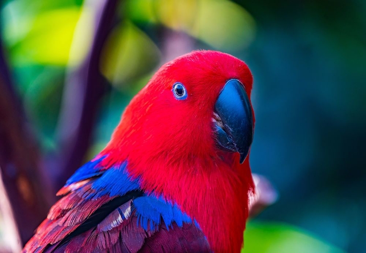 Picture of RED BLUE FEMALE ECLECTUS PARROT CLOSE-UP NATIVE TO SOLOMON ISLANDS-NEW GUINEA