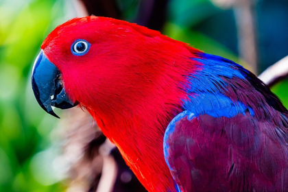 Picture of RED BLUE FEMALE ECLECTUS PARROT CLOSE-UP NATIVE TO SOLOMON ISLANDS-NEW GUINEA