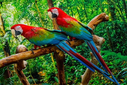 Picture of GREEN WING MACAWS-ORIGINALLY FROM SOUTH AMERICA,