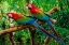 Picture of GREEN WING MACAWS-ORIGINALLY FROM SOUTH AMERICA,