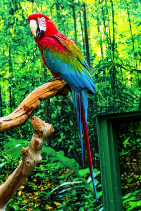Picture of GREEN WING MACAW ORIGINALLY FROM SOUTH AMERICA,
