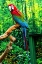 Picture of GREEN WING MACAW ORIGINALLY FROM SOUTH AMERICA,
