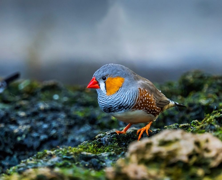 Picture of ORANGE-CHEEKED WAXBILL CLOSE-UP ORIGINATED WESTERN AFRICA