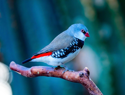 Picture of RED GREY DIAMOND FIRETAIL FINCH PLUMAGE CLOSE-UP NATIVE OF AUSTRALIA