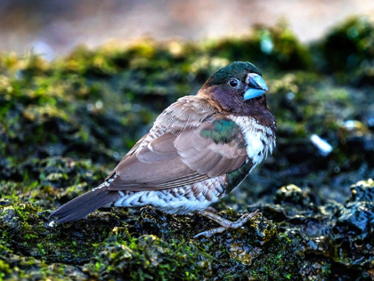 Picture of SOCIETY FINCH PLUMAGE CLOSE-UP NATIVE OF NORTH AMERICA