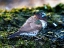 Picture of SOCIETY FINCH PLUMAGE CLOSE-UP NATIVE OF NORTH AMERICA