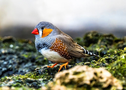 Picture of ORANGE-CHEEKED WAXBILL CLOSE-UP ORIGINATED WESTERN AFRICA