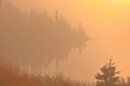 Picture of CANADA-MANITOBA-WHITESHELL PROVINCIAL PARK-TREES AND FOG AT SUNRISE AT LYONS LAKE