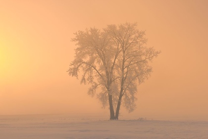 Picture of CANADA-MANITOBA-DUGALD HOARFROST COVERED COTTONWOOD TREE IN FOG AT SUNRISE