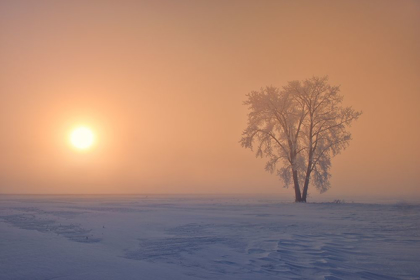 Picture of CANADA-MANITOBA-DUGALD HOARFROST COVERED COTTONWOOD TREE IN FOG AT SUNRISE
