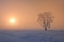 Picture of CANADA-MANITOBA-DUGALD HOARFROST COVERED COTTONWOOD TREE IN FOG AT SUNRISE