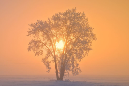 Picture of CANADA-MANITOBA-DUGALD HOARFROST COVERED COTTONWOOD TREE IN FOG AT SUNRISE