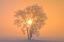 Picture of CANADA-MANITOBA-DUGALD HOARFROST COVERED COTTONWOOD TREE IN FOG AT SUNRISE
