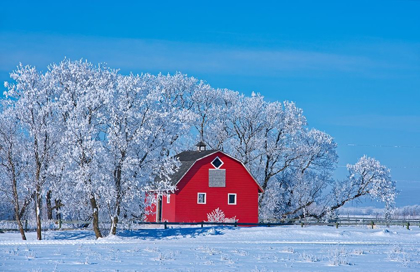 Picture of CANADA-MANITOBA-DEACONS CORNER RED BARN SURROUNDED BY TREES COVERED WITH HOARFROST