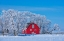 Picture of CANADA-MANITOBA-DEACONS CORNER RED BARN SURROUNDED BY TREES COVERED WITH HOARFROST