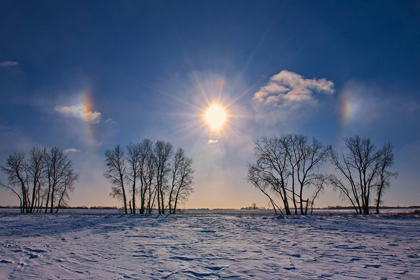 Picture of CANADA-MANITOBA-GRANDE POINTE SUNDOGS AND COTTONWOOD TREES