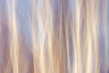 Picture of CANADA-MANITOBA-SANDILANDS PROVINCIAL FOREST FOREST ABSTRACT