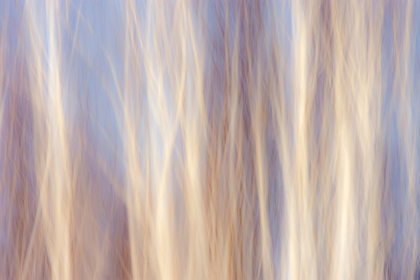 Picture of CANADA-MANITOBA-SANDILANDS PROVINCIAL FOREST FOREST ABSTRACT