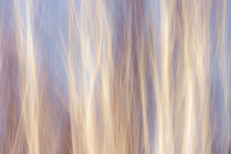 Picture of CANADA-MANITOBA-SANDILANDS PROVINCIAL FOREST FOREST ABSTRACT