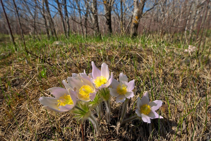 Picture of CANADA-MANITOBA-PRAIRIE CROCUS IN SPRING