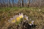Picture of CANADA-MANITOBA-PRAIRIE CROCUS IN SPRING