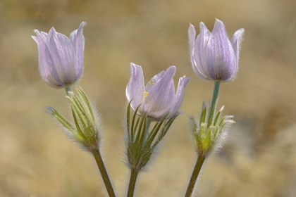 Picture of CANADA-MANITOBA-PRAIRIE CROCUS IN SPRING