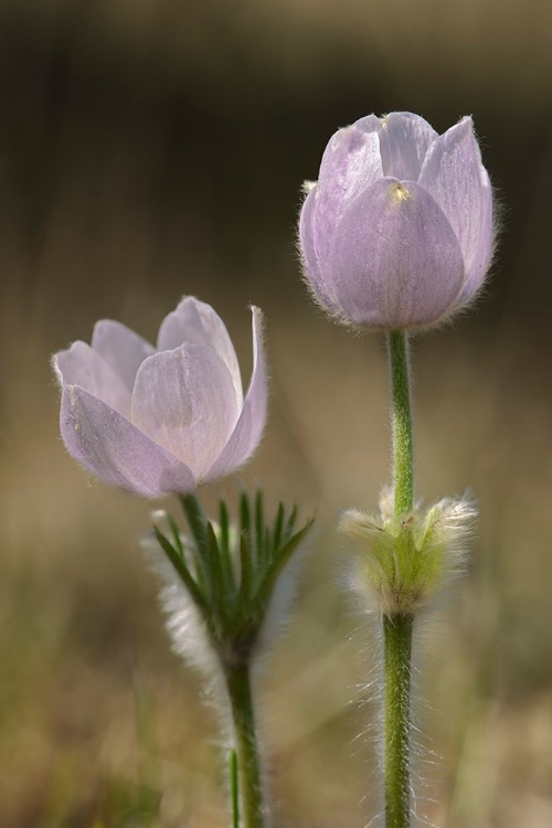 Picture of CANADA-MANITOBA-PRAIRIE CROCUS IN SPRING