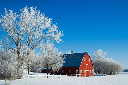 Picture of CANADA-MANITOBA-GRANDE POINTE HOARFROST AND RED BARN IN WINTER