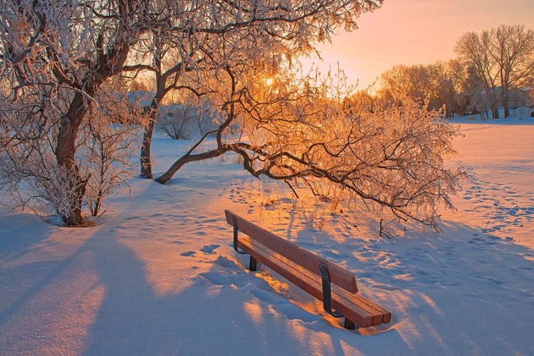 Picture of CANADA-MANITOBA-WINNIPEG HOARFROST AT SUNRISE WITH BENCH